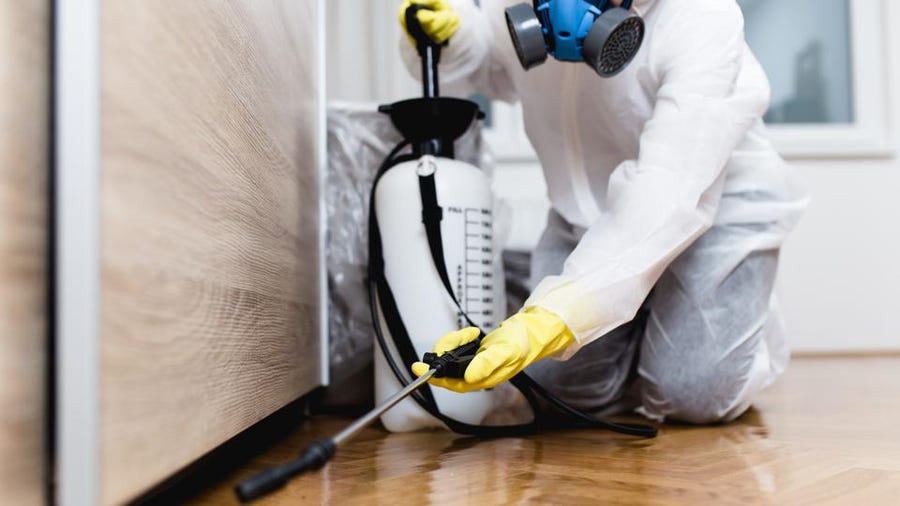 What Is An Exterminator {Service|Services} {Company|Business|Expert|Pro|Professional}?